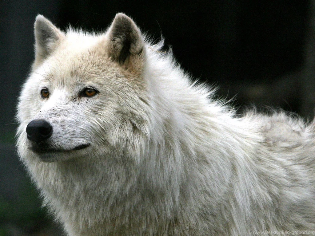 Gray Wolf Wallpapers 11 Photos Of Download Gray Wolf Wallpapers: By ...