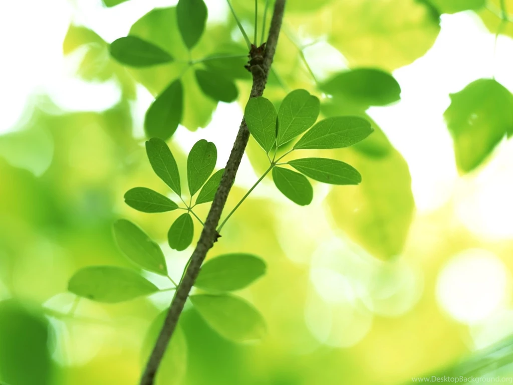 Vista Plants And Leaves Wallpapers (Vol.8) Windows Vista Plants ...