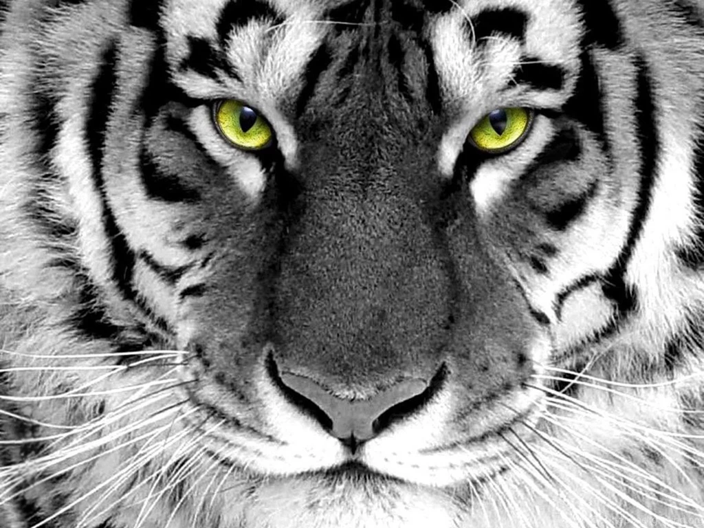 White Tiger Wallpapers Free Wallpapers Cave