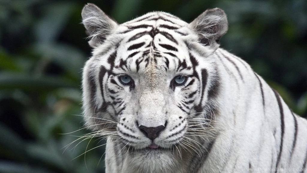 1366x768 White Tiger Backgrounds Wallpapers