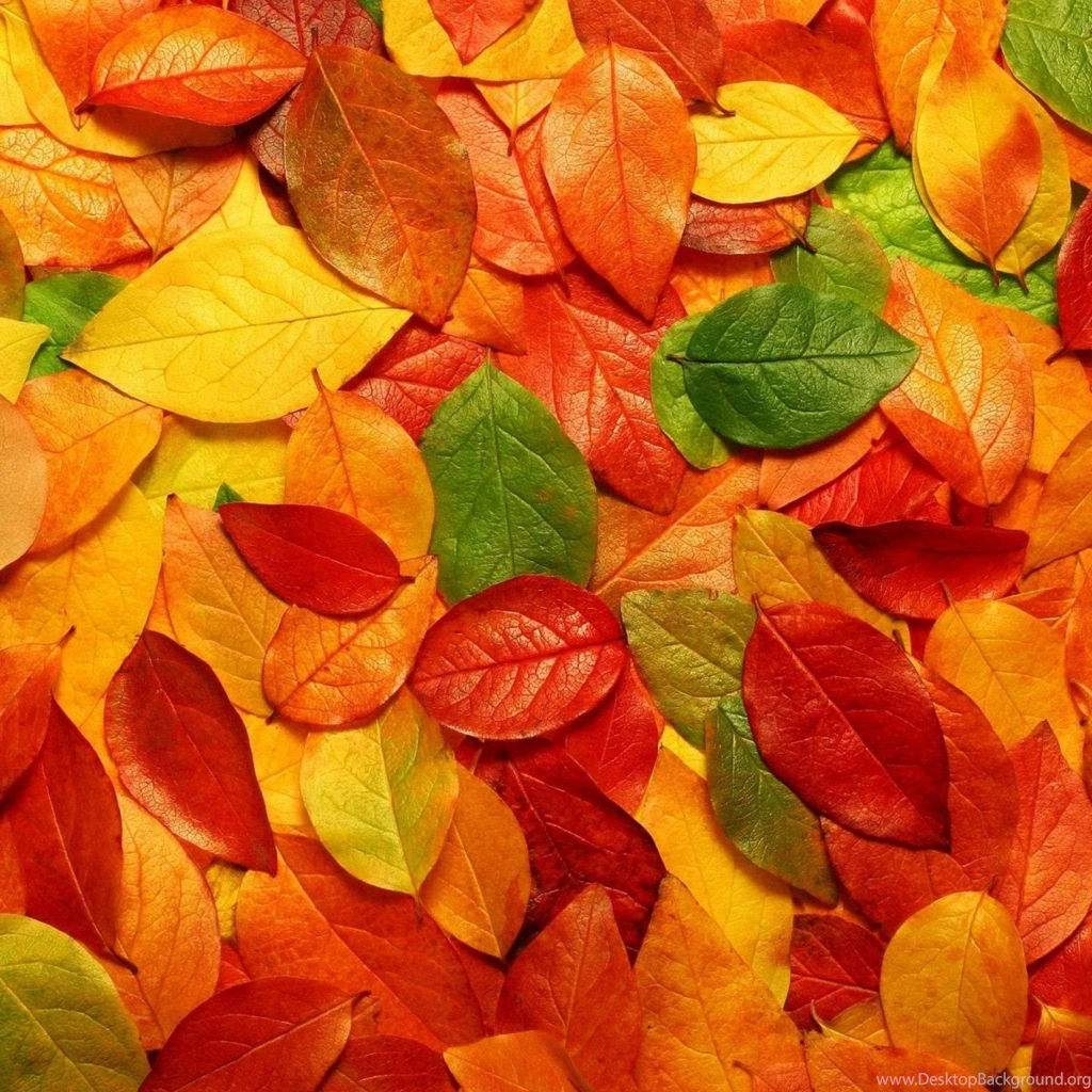 Wallpapers Weekends: Fall Leaves For iPad