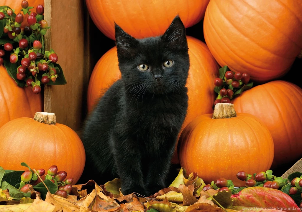 Cats: Autumn Kitten Cat Berries Pumpkins Fall Halloween Black ...