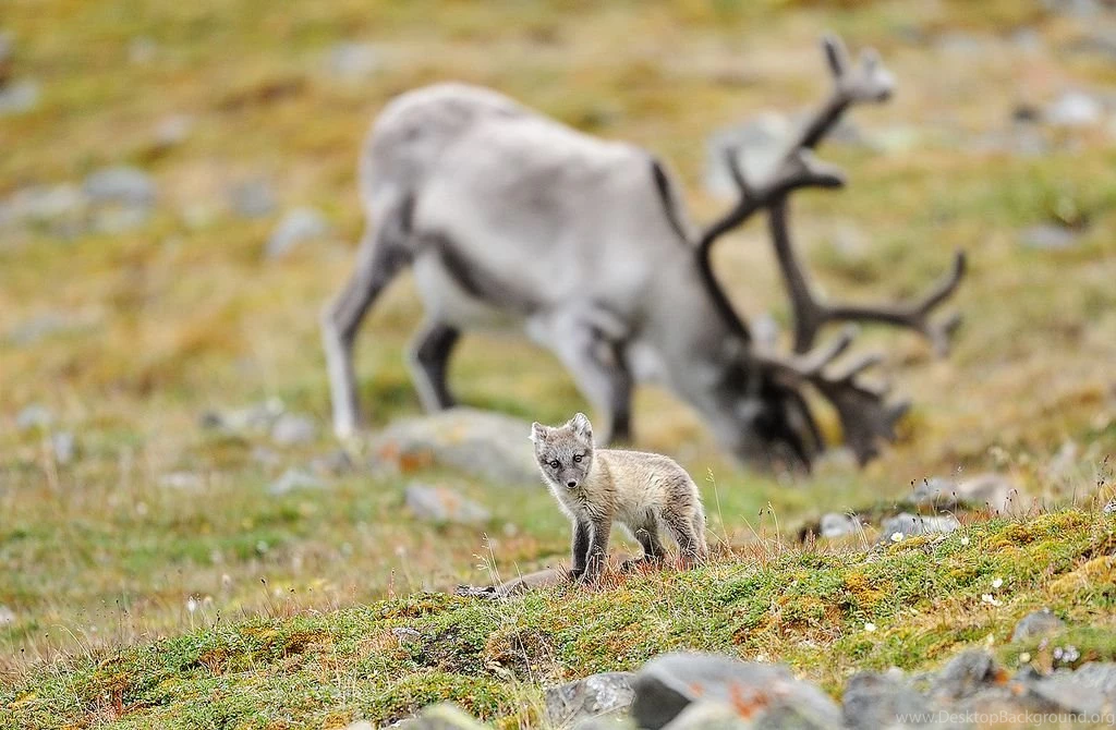 Arctic fox With Reindeer Backgrounds