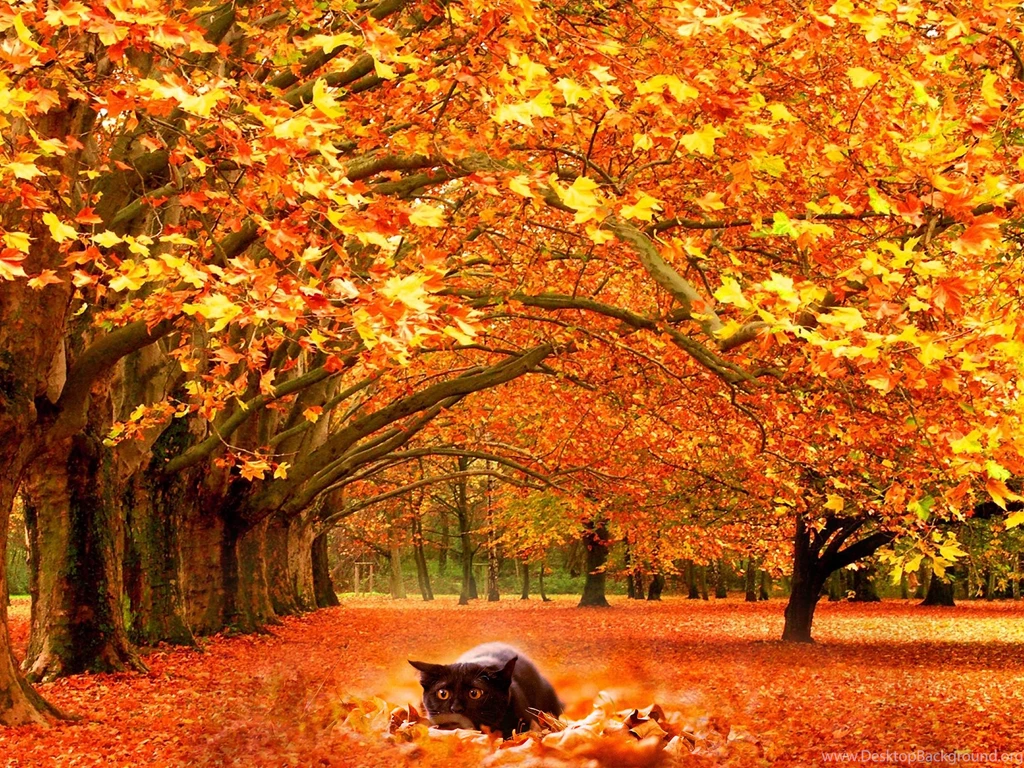 Wallpaperlite.com
