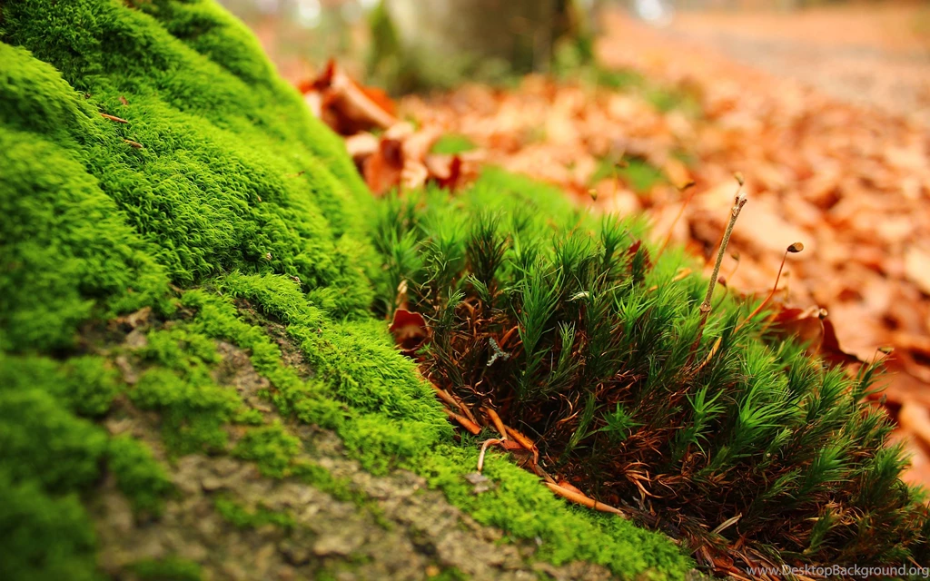 Greenish Wallpapers