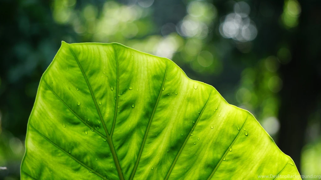 Pure Greenish Wallpapers :: HD Wallpapers