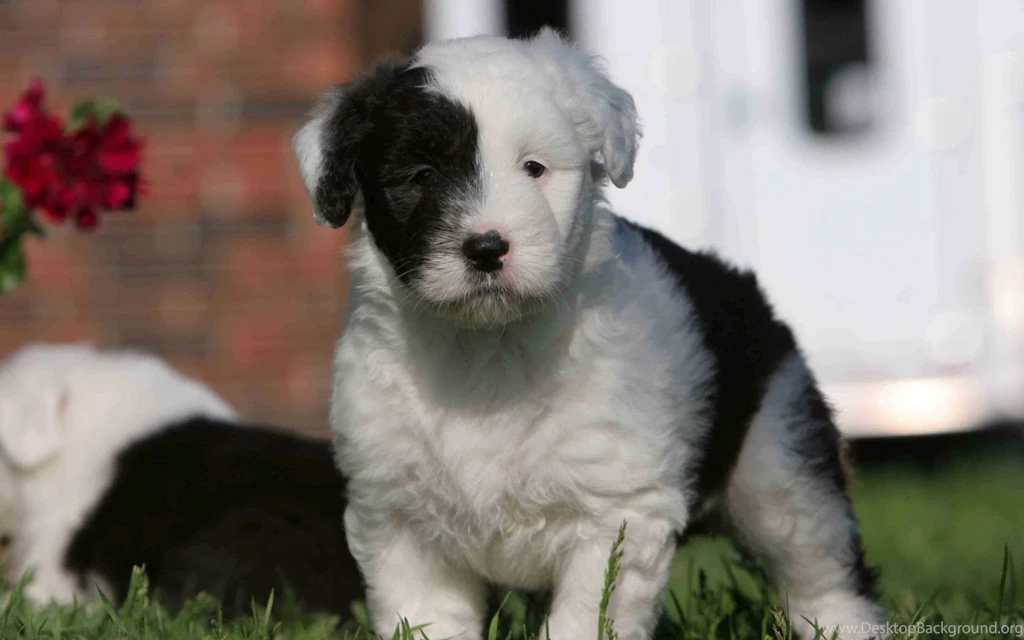 Old English Sheepdog Wallpapers 48066