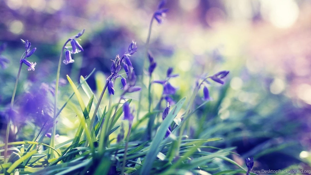 1920x1080 Purple Spring Flowers Desktop PC And Mac Wallpapers