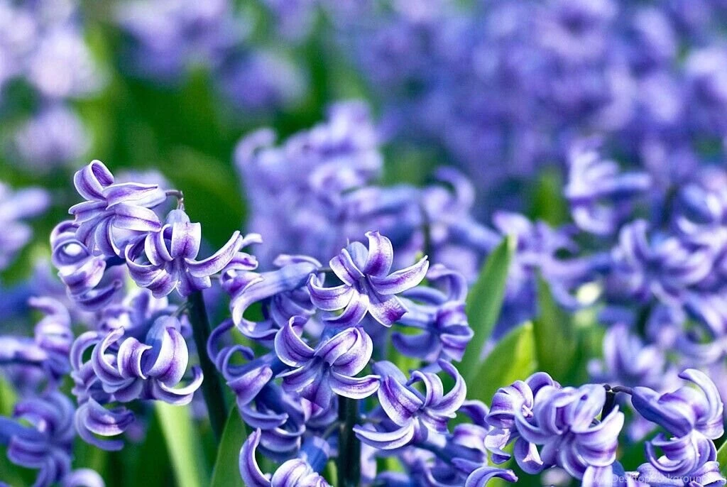 Spring Flowers Pictures And Names HD Wallpapers Lovely