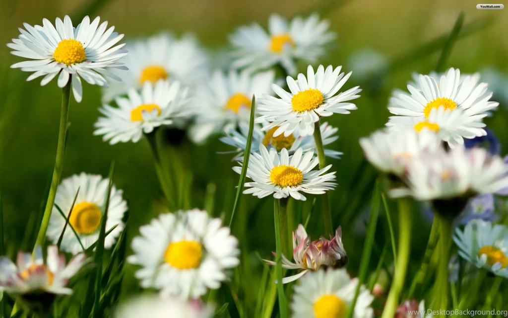 YouWall Spring Flowers Wallpapers Wallpaper,wallpapers,free ...