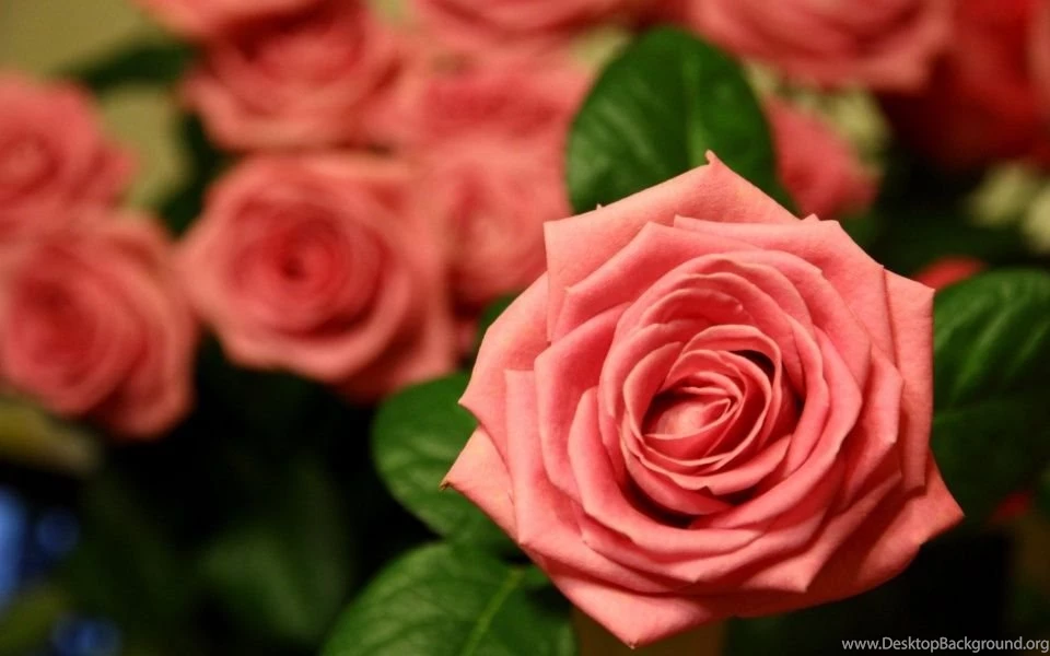 Flowers Wallpapers
