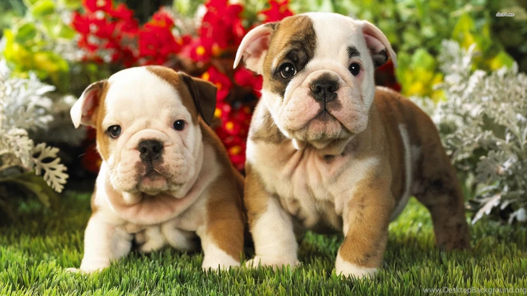 Old English Bulldog Wallpapers High Resolution And Quality Download