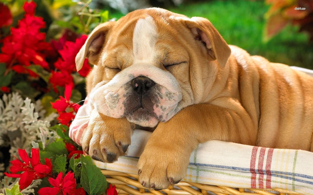 White English American Bulldog Wallpaper.