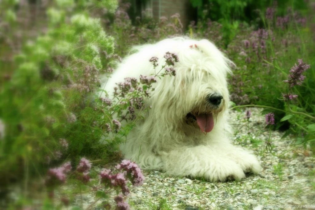 Free Wallpapers Old English Sheepdog