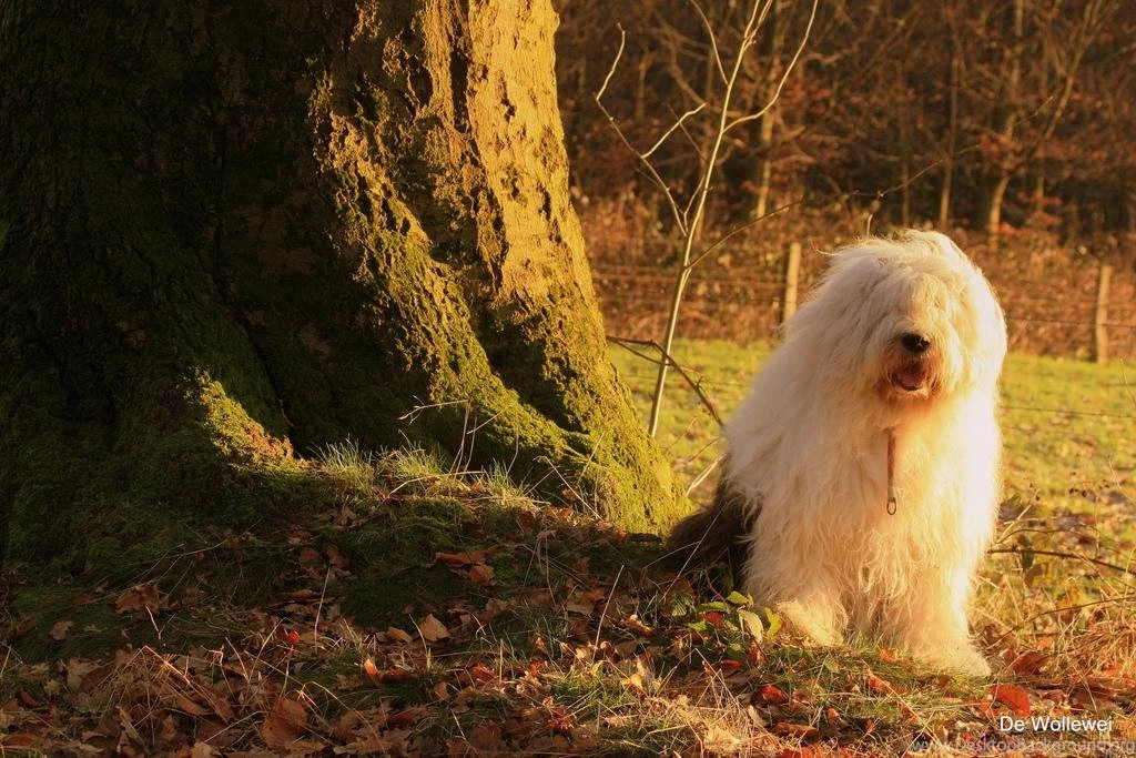 Free Wallpapers Old English Sheep Dog In Field