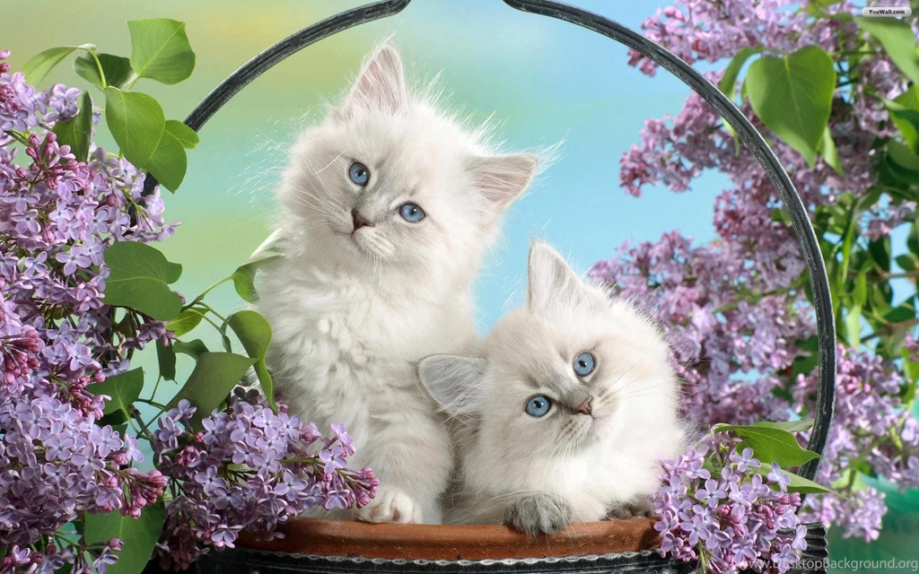 Cats