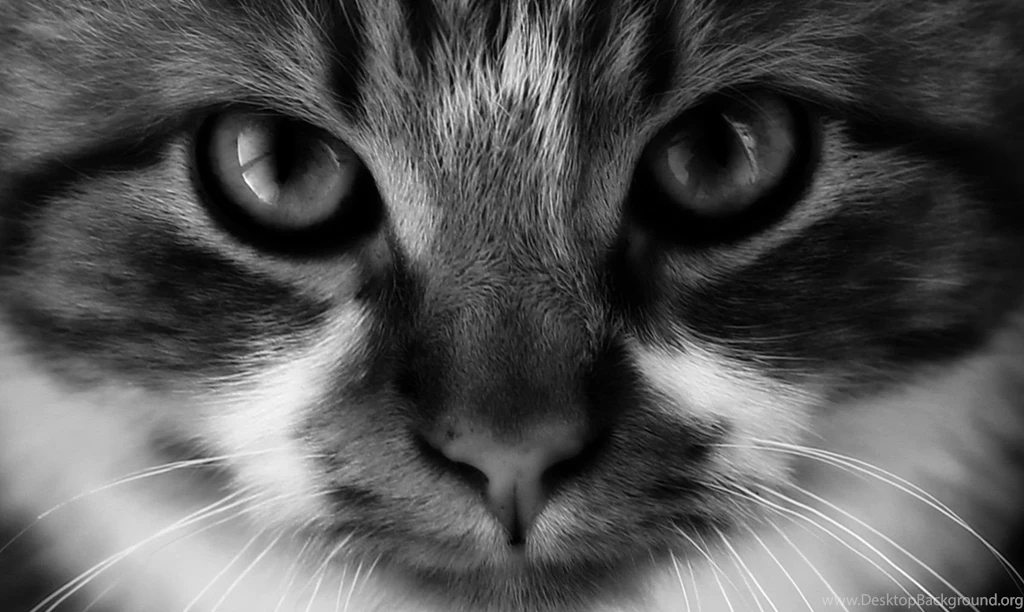 Hd Cat Wallpapers, Cute Cat Photos, Free Cat Images, Claw, Hairy ...