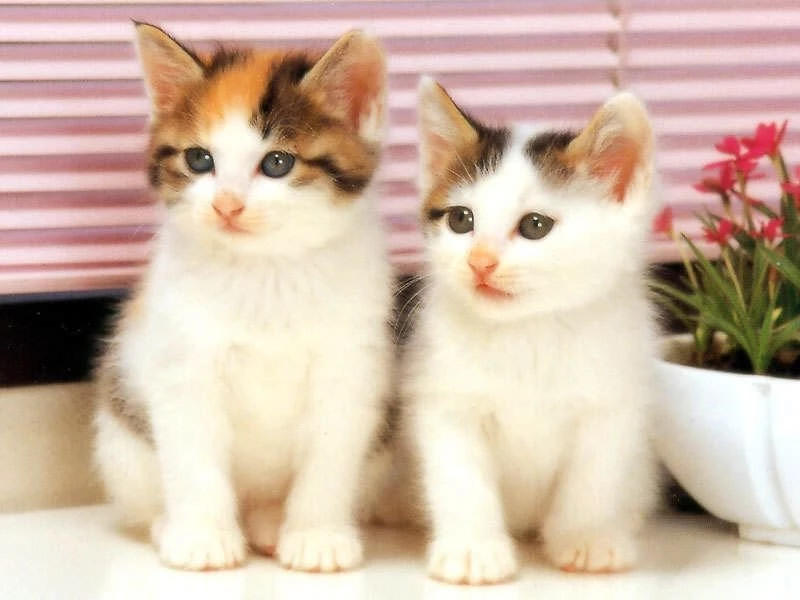 Cat Images Free Download Hd