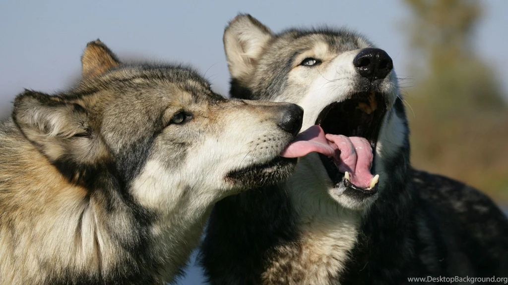 Gallery For Cute Wolf Backgrounds