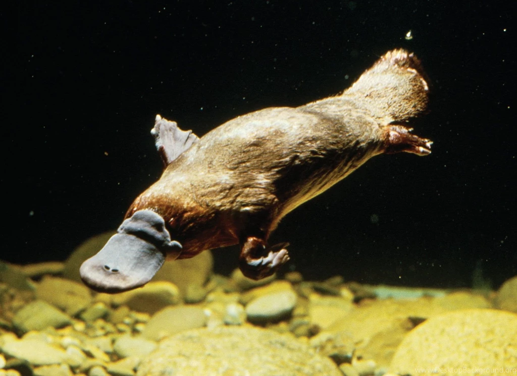 Gallery For Platypus Hd Wallpapers