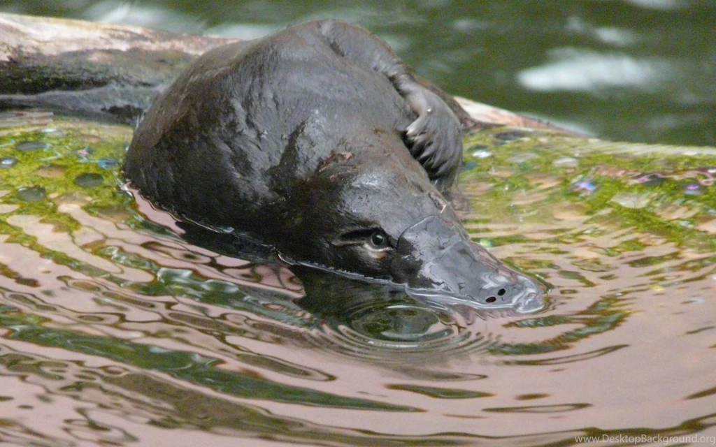 Free Platypus Wallpapers Download Animals Town