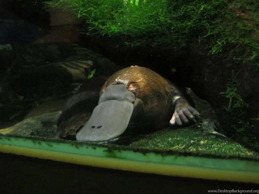 Platypus Melbourne Zoo April 2013 » Melbourne Zoo Gallery