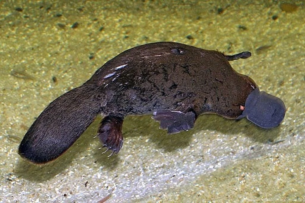 Cute Platypus Wallpaper Images Android Apps And Tests AndroidPIT