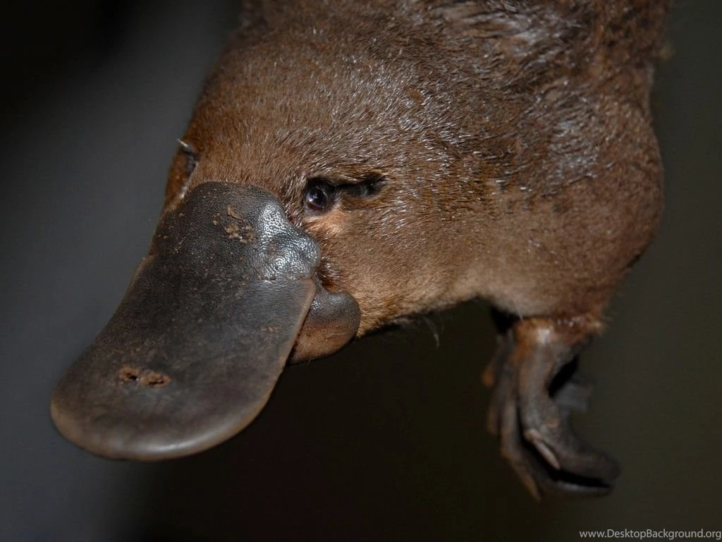 Platypus Spirit Animal Totems
