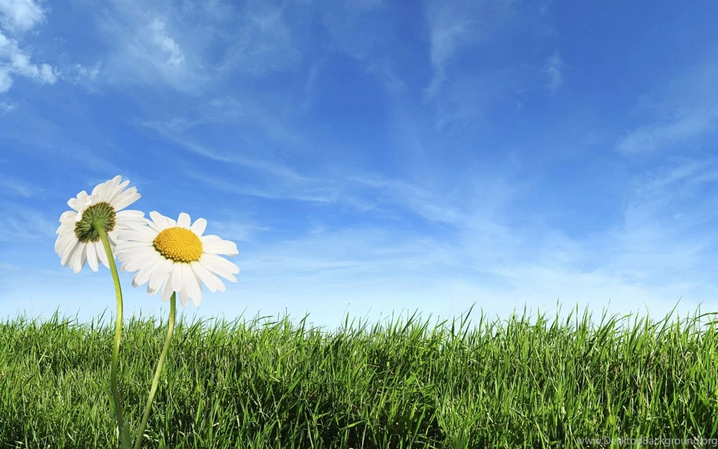 Flower Grass Blue Sky Wallpapers HD Wallpapers 71903