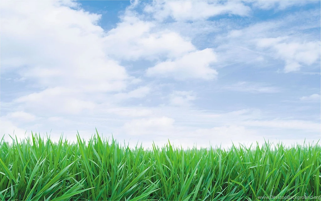 Green Grass Blue Sky Wallpapers 144258