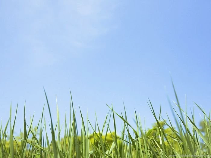 Green Grass Picture Green Grass And Blue Sky 21 Wallcoo.net