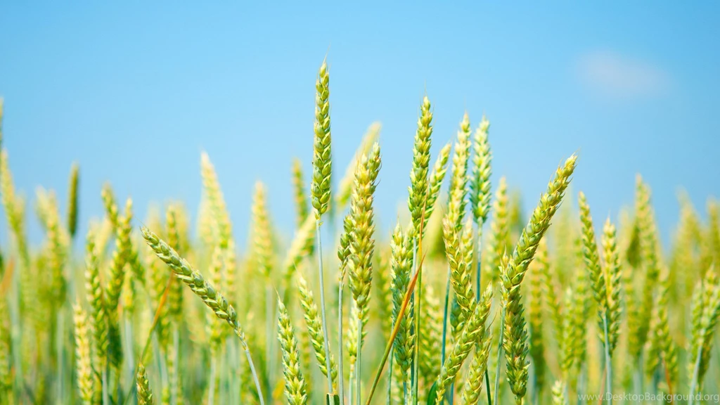 Wheat Green Grass Yellow Sky Wallpapers