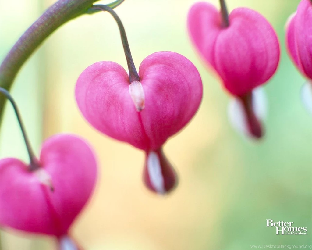 Cute Valentines Day Desktop Wallpapers – Valentine Week 2016