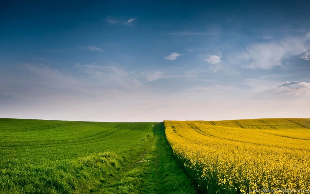 Autumn wallpaper field wheat spike grass yellow green blue sky ...