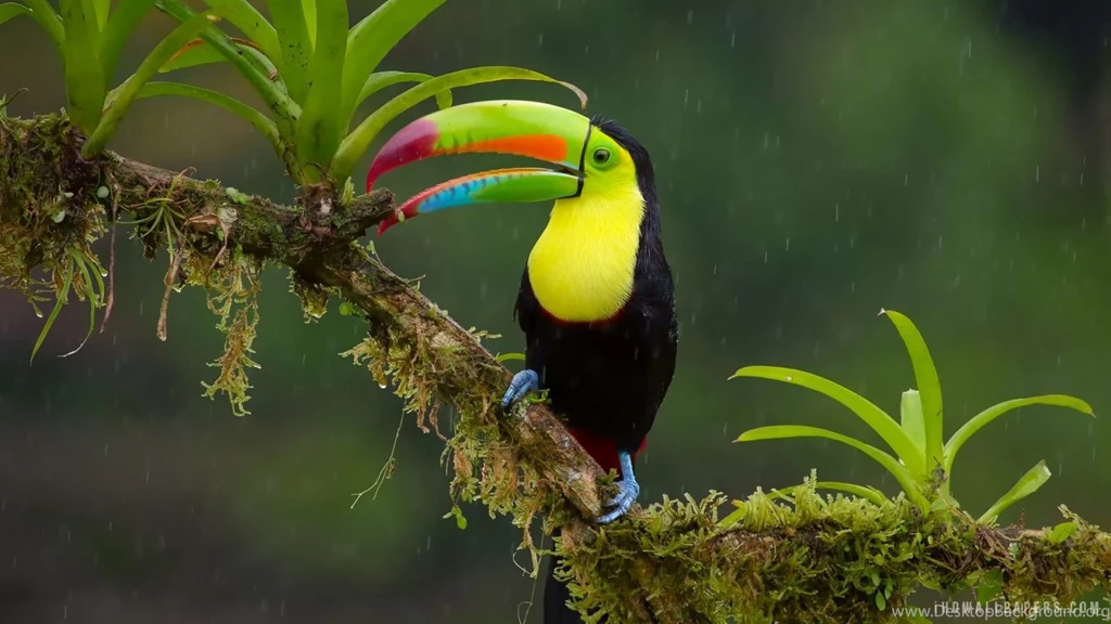 Toucan Bird HD Wallpapers IHD Wallpapers