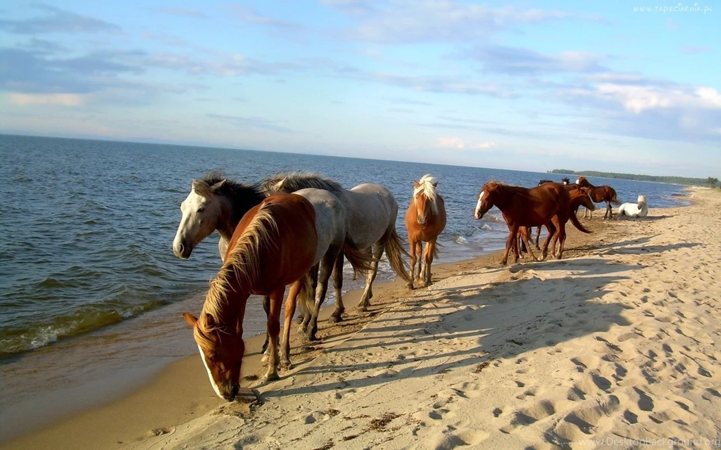Horses: Beach Lovely Cool Backgrounds Horses Wallpapers HD For HD 16 ...