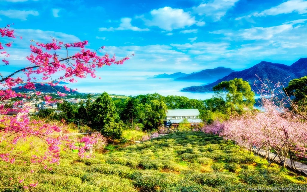 China cherry trees mountains landscape 1680x1050.jpg