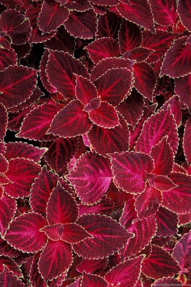 HD 640x960 Cool iPhone 4 Wallpapers Img 10