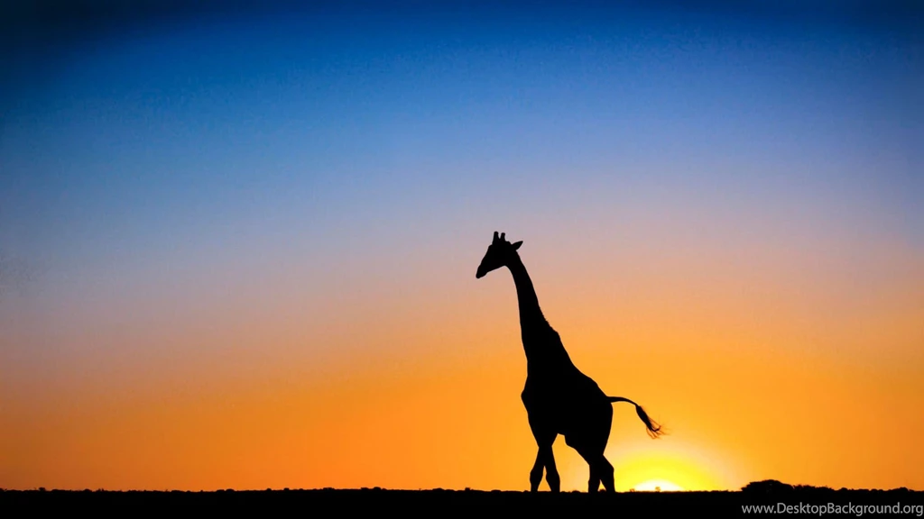 Sunset Giraffe Botswana 1080p HD Wallpapers Nature