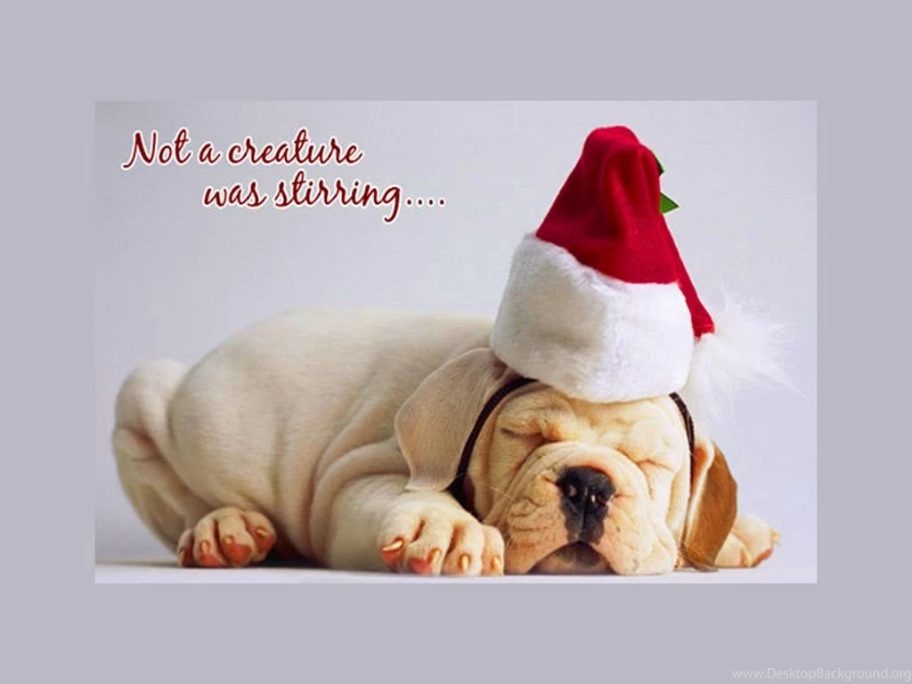 Dogs: Creature Stirring Puppy Sleeping Santa Hat Cute Christmas ...