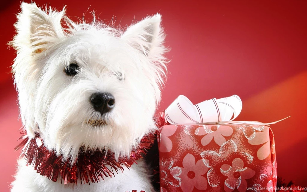 Cute Christmas Puppies Wallpapers Free Desktop