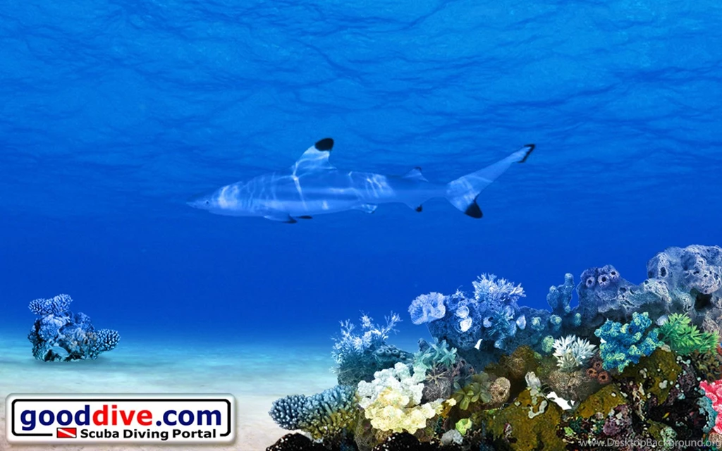 Wallpapers Black Tip 1680 1050