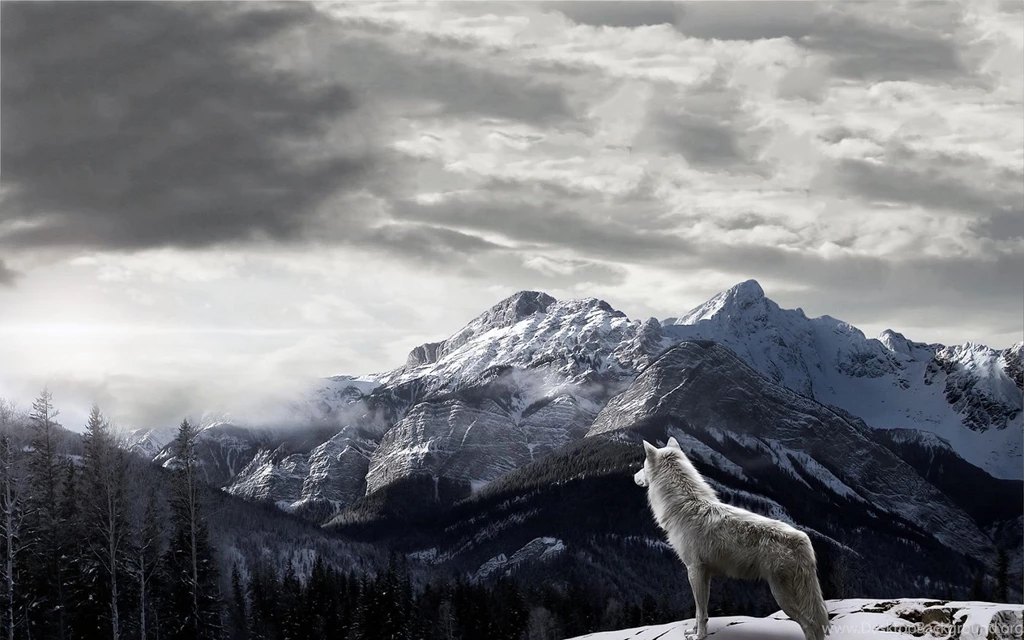 1680x1050 Mountains Gray Wolf Wallpapers
