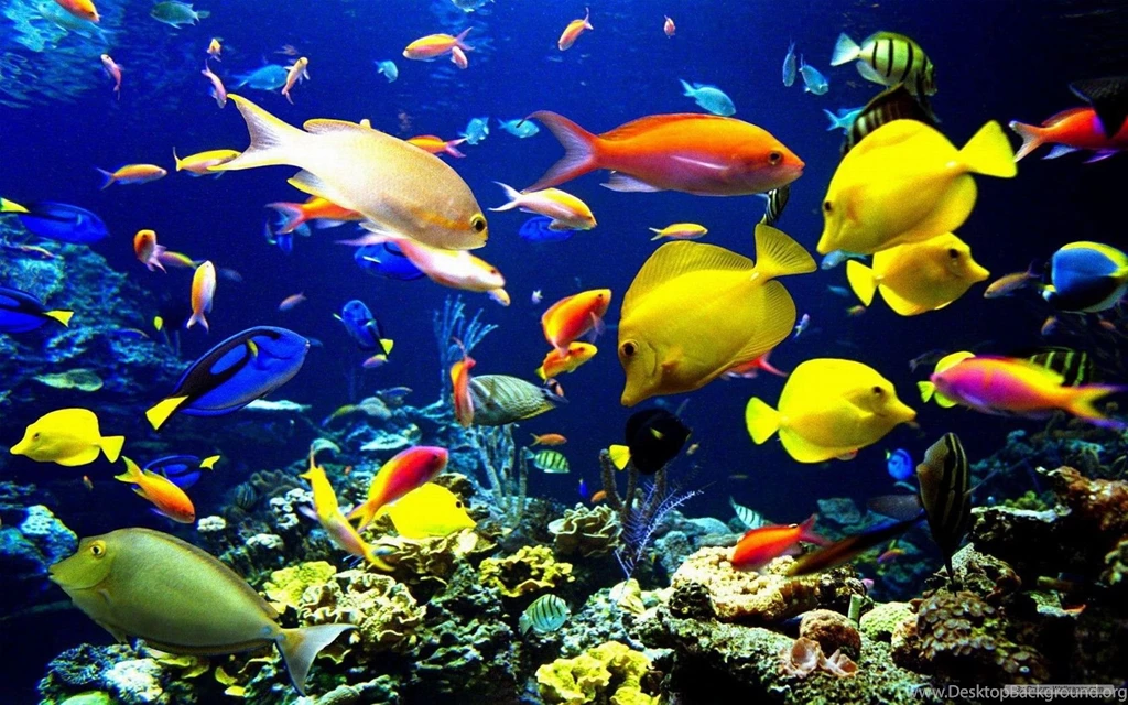 Ocean Life Backgrounds Wallpapers