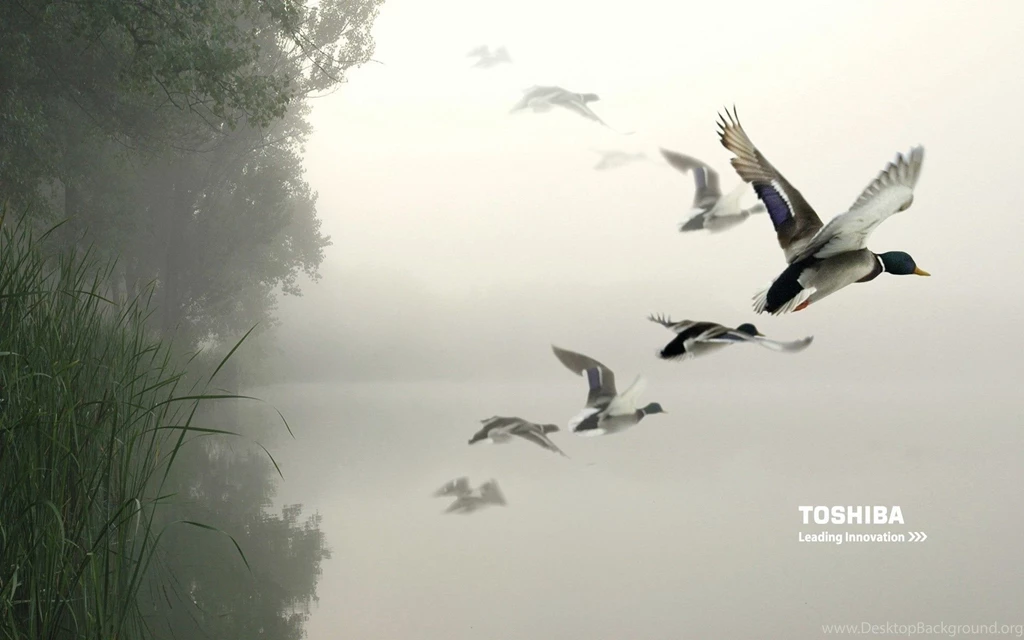 Toshiba Wallpapers 132876