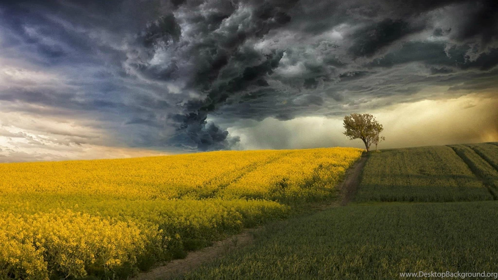 Blossoming Field On A Backgrounds Of A Thunderstorm Wallpapers And ...