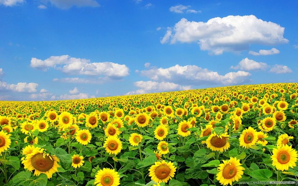 Get Free Wallpapers HD Wallpapers Pretty