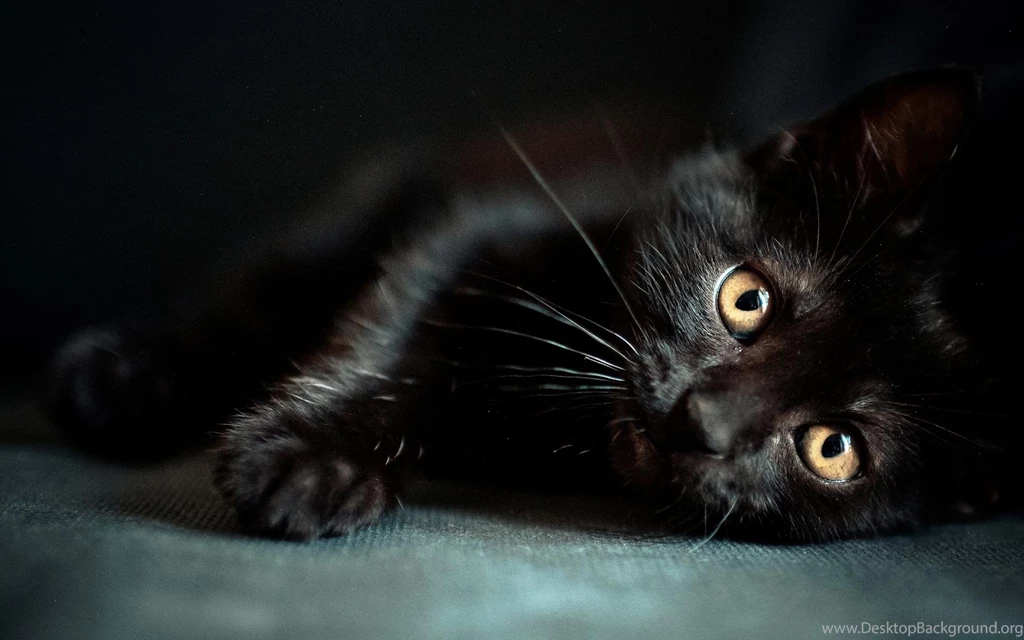 Wallpapers Black Cat Wallpapers Cave
