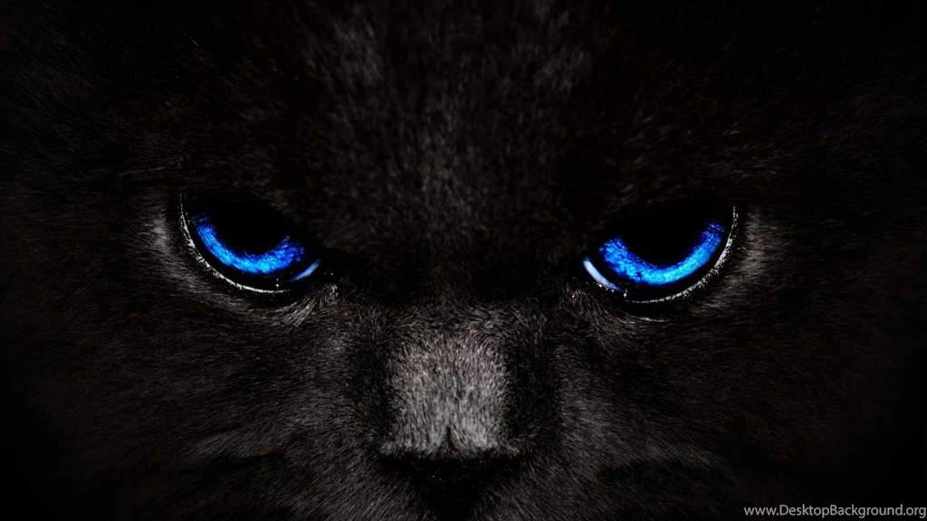 Black cat blue eyes wide wallpaper 54936500.jpg