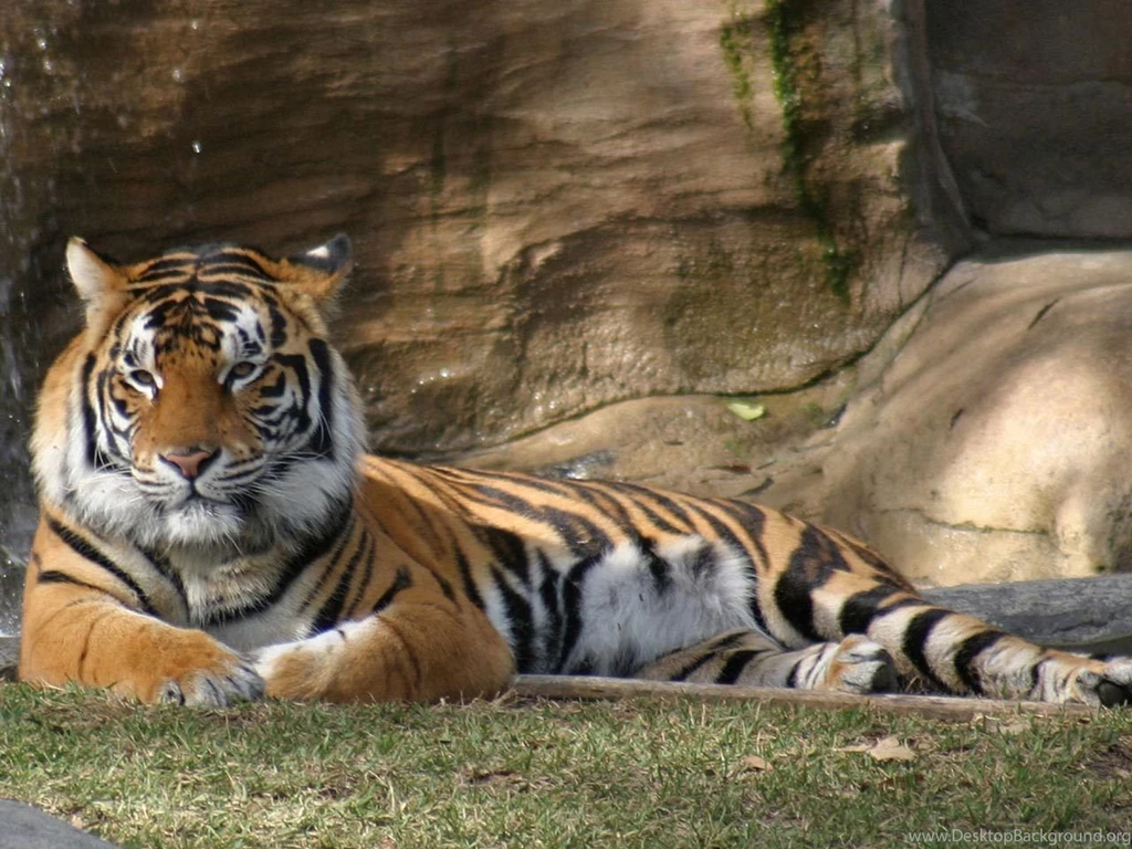 All big cats wallpaper.jpg